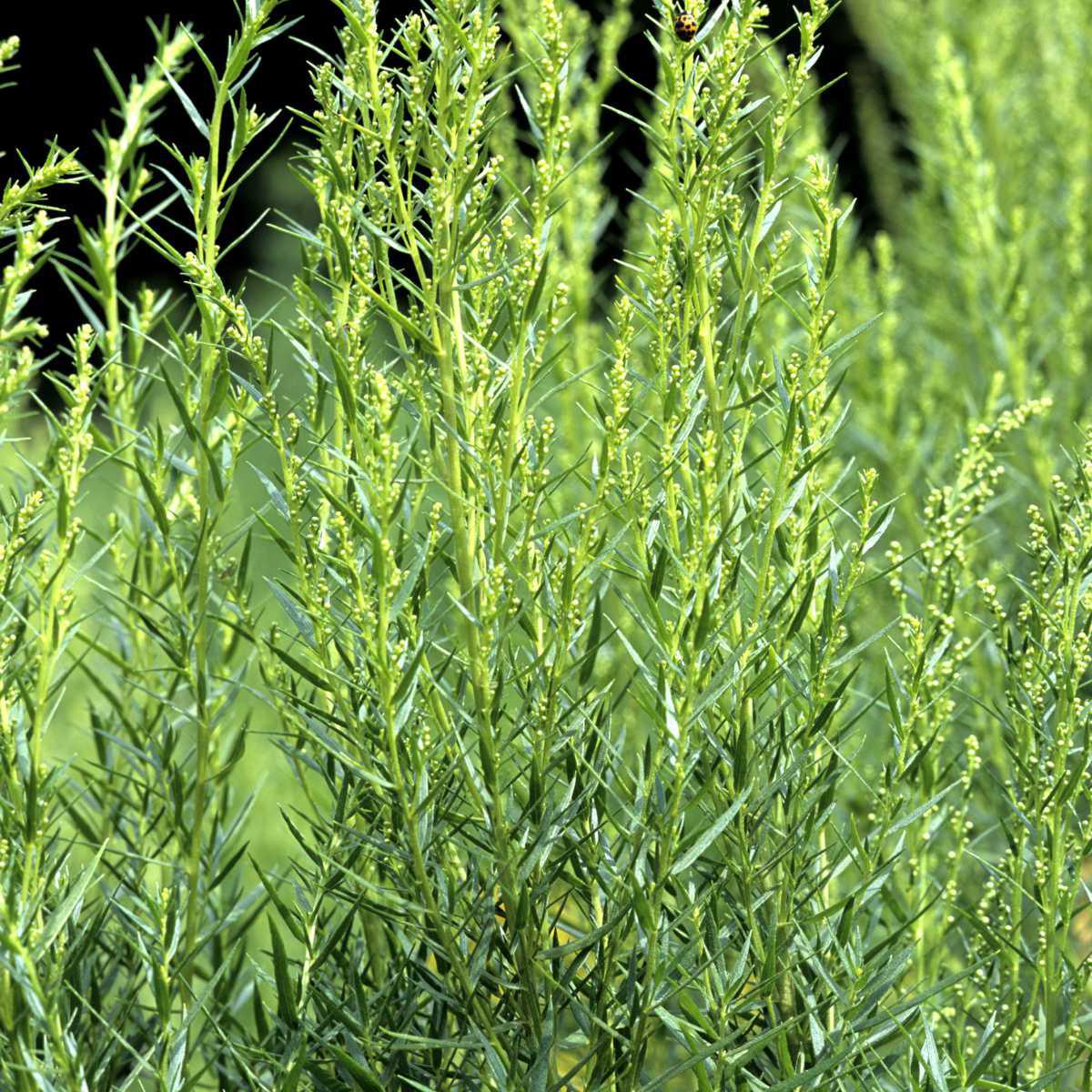 Estragão (Artemisia dracunculus)