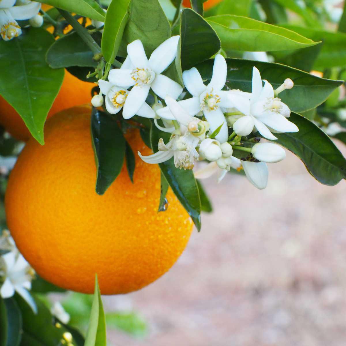 Flor de laranjeira (Citrus × aurantium L. ssp amara)