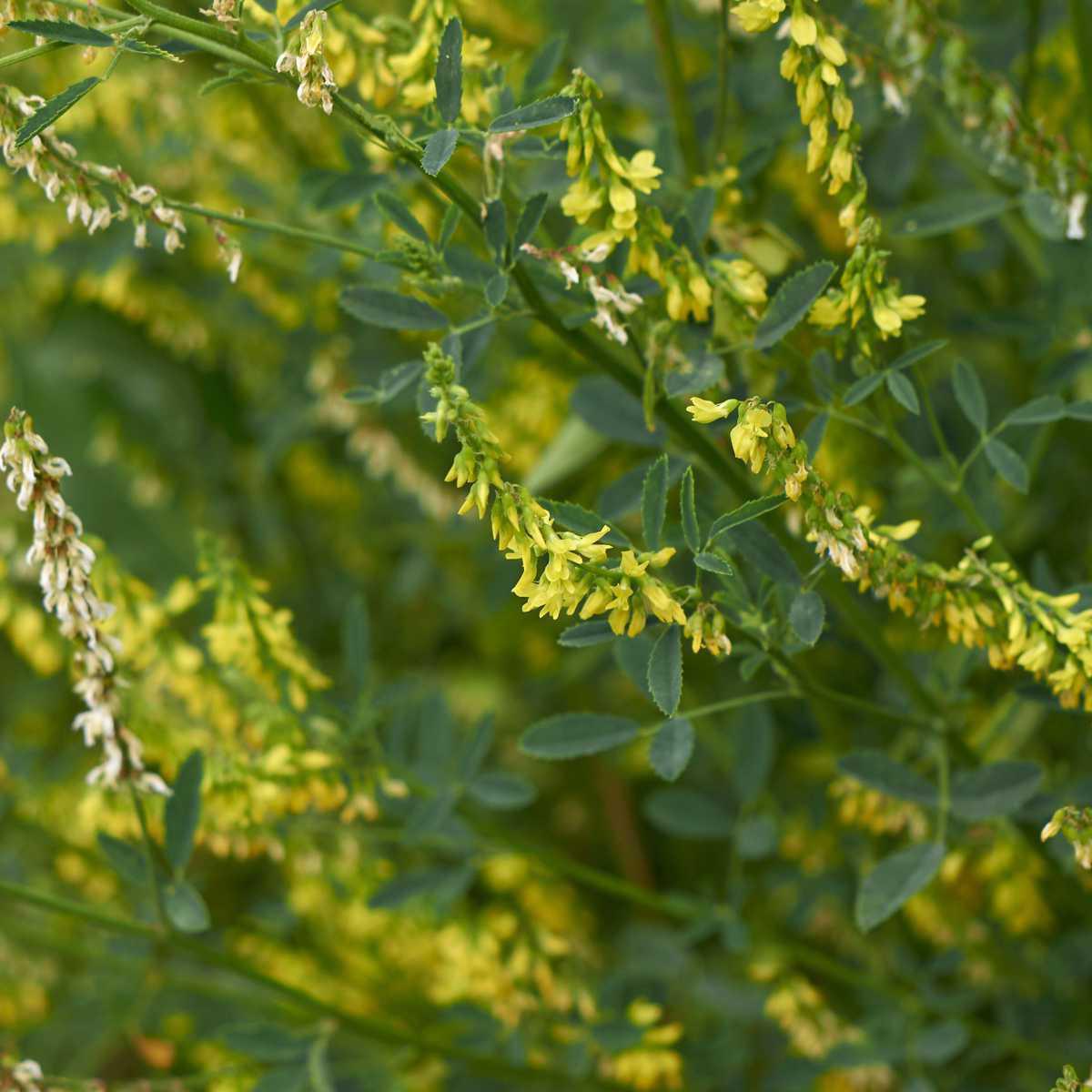 Trevo-cheiroso (Melilotus corniculatus officinalis)