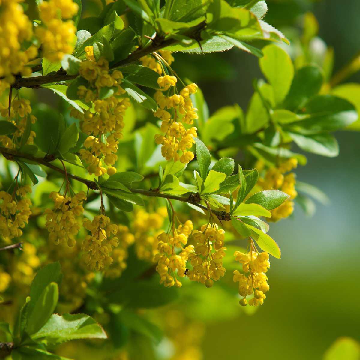 Espinheira-santa (Maytenus ilicifolia)