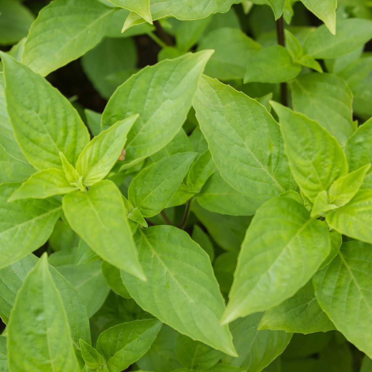 Manjericão (Ocimum basilicum)