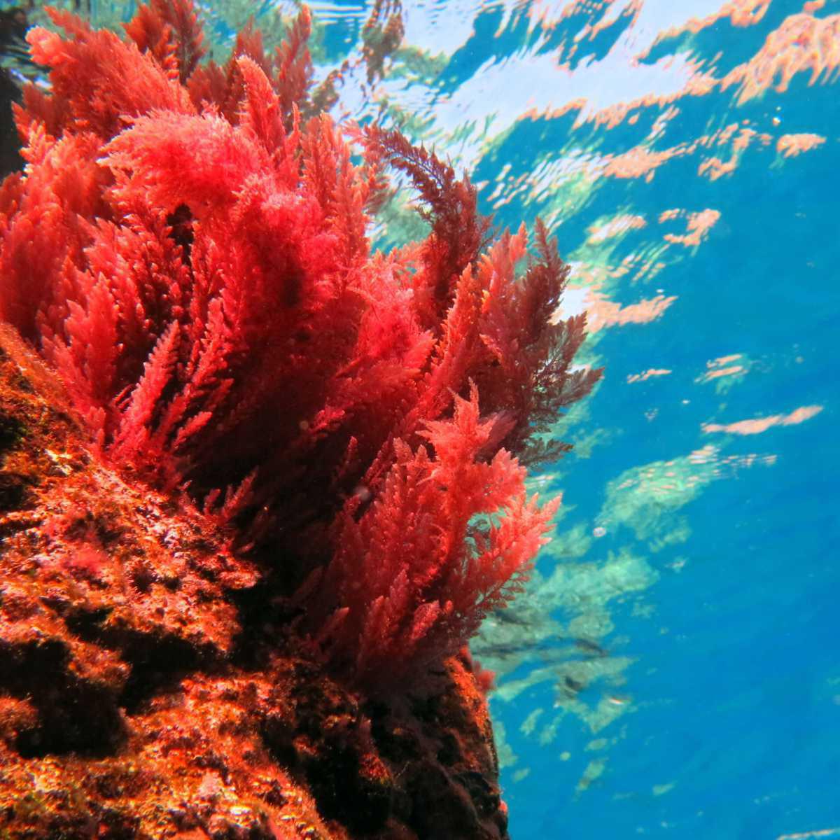 Coral vermelho