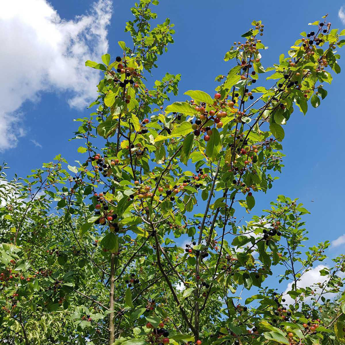 Cáscara (Rhamnus purshiana)