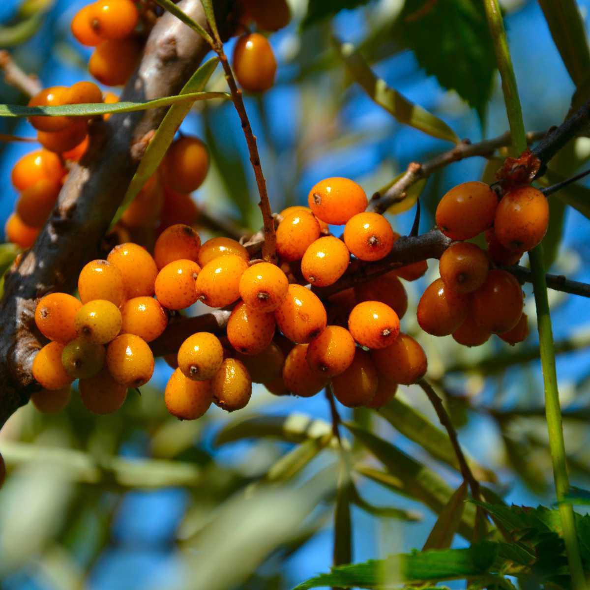 Frângula (Rhamnus frangula)