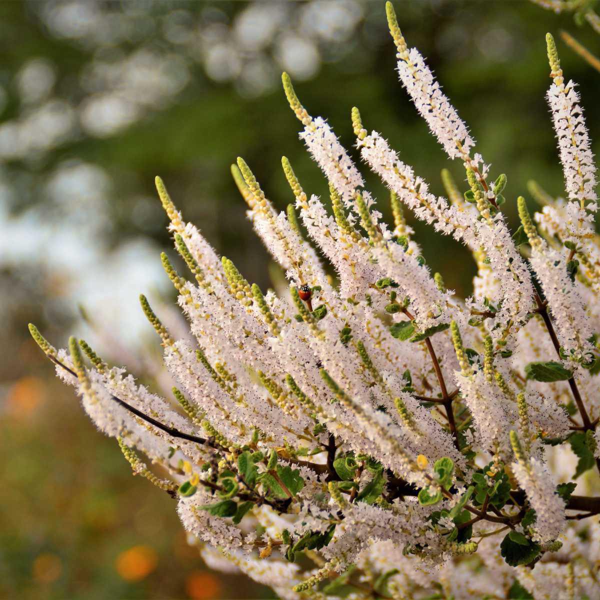 Mirra (Commiphora myrrha)