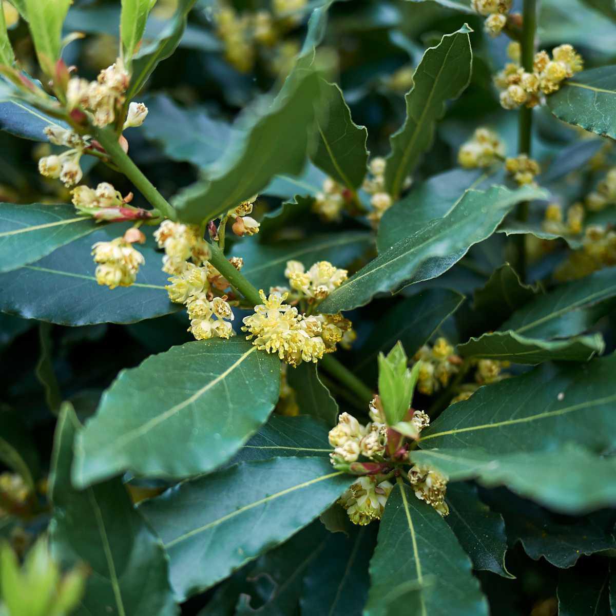 Louro nobre (Laurus nobilis L.)