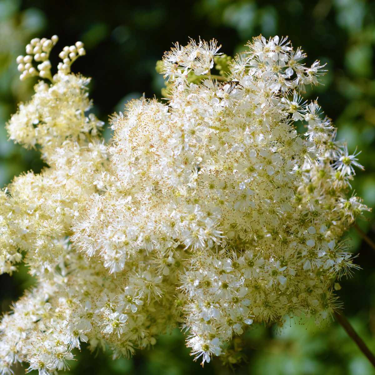 Rainha-dos-prados (Filipendula ulmaria / Spiraea Ulmaria)