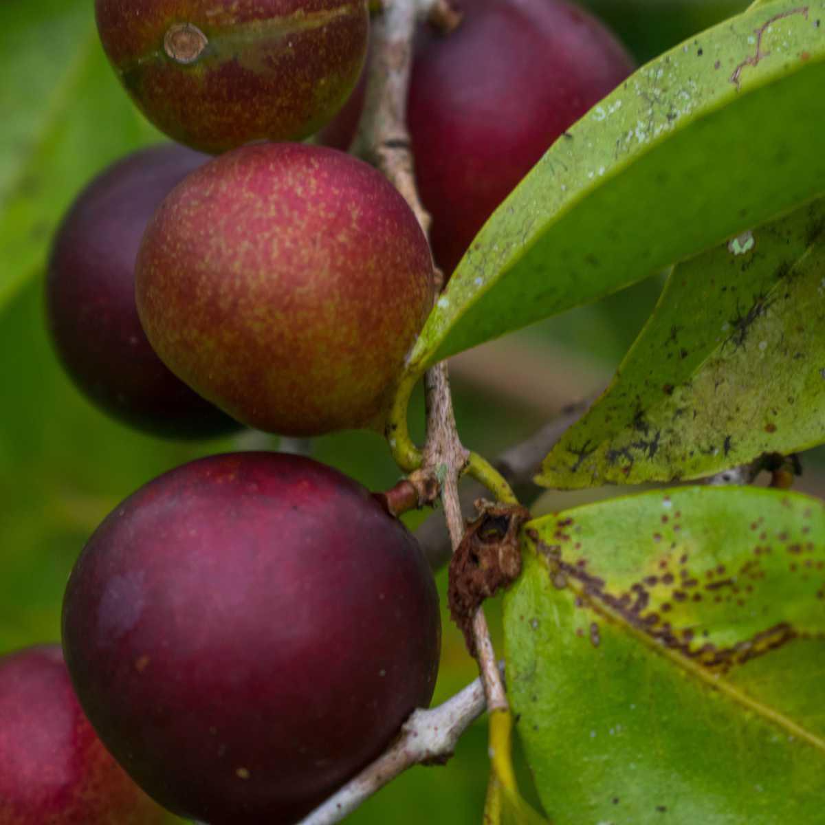 Camu-camu (Myrciaria dubia)