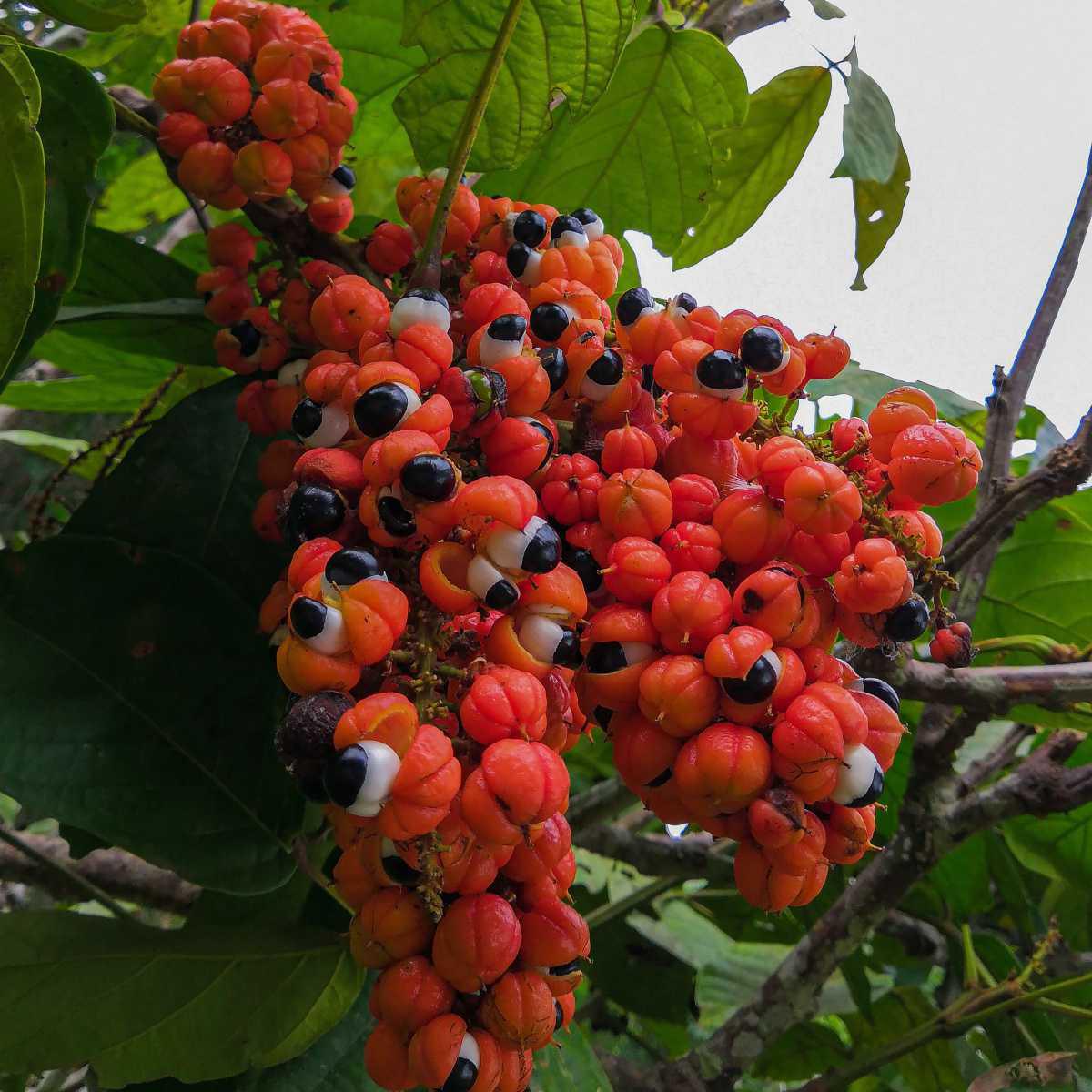 Guaraná (Paullinia cupana)