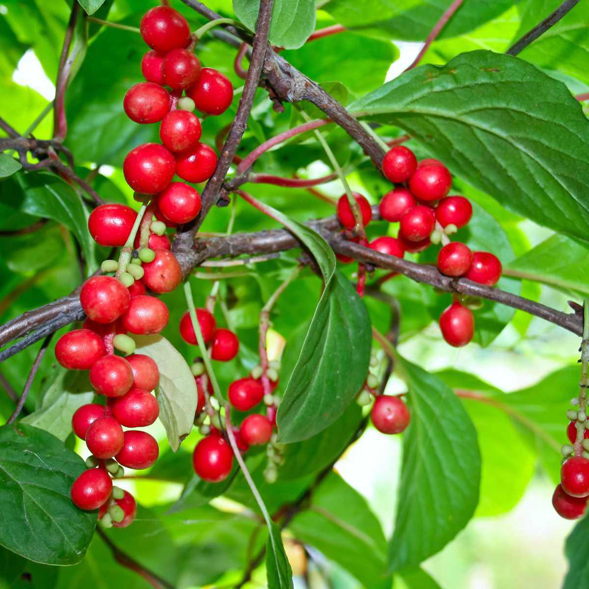 Schisandra (Schisandra chinensis)