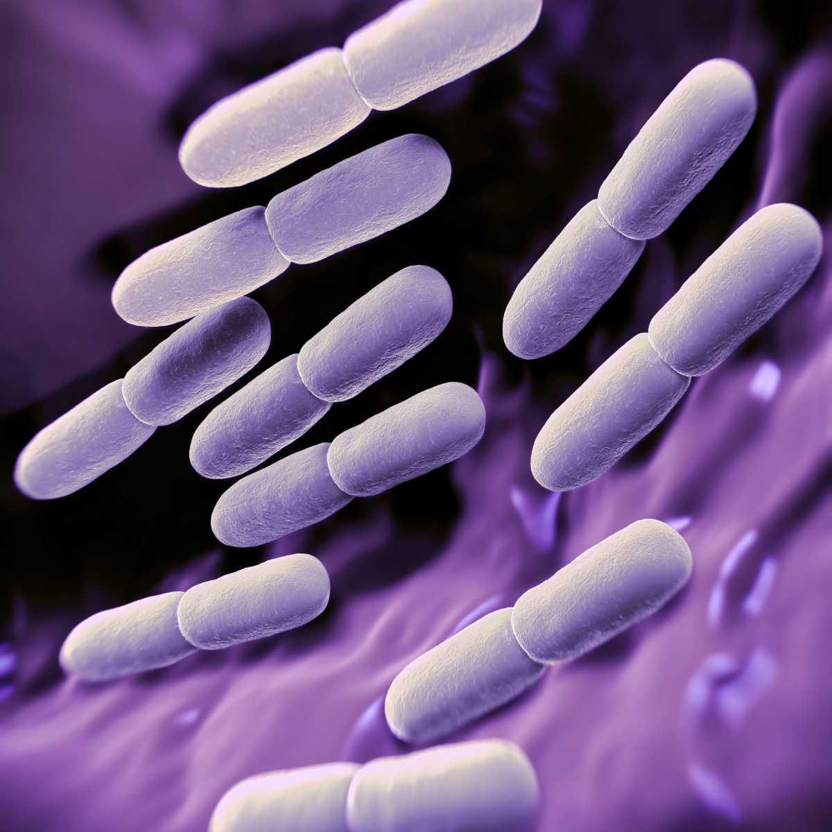 Lactobacillus Gasseri