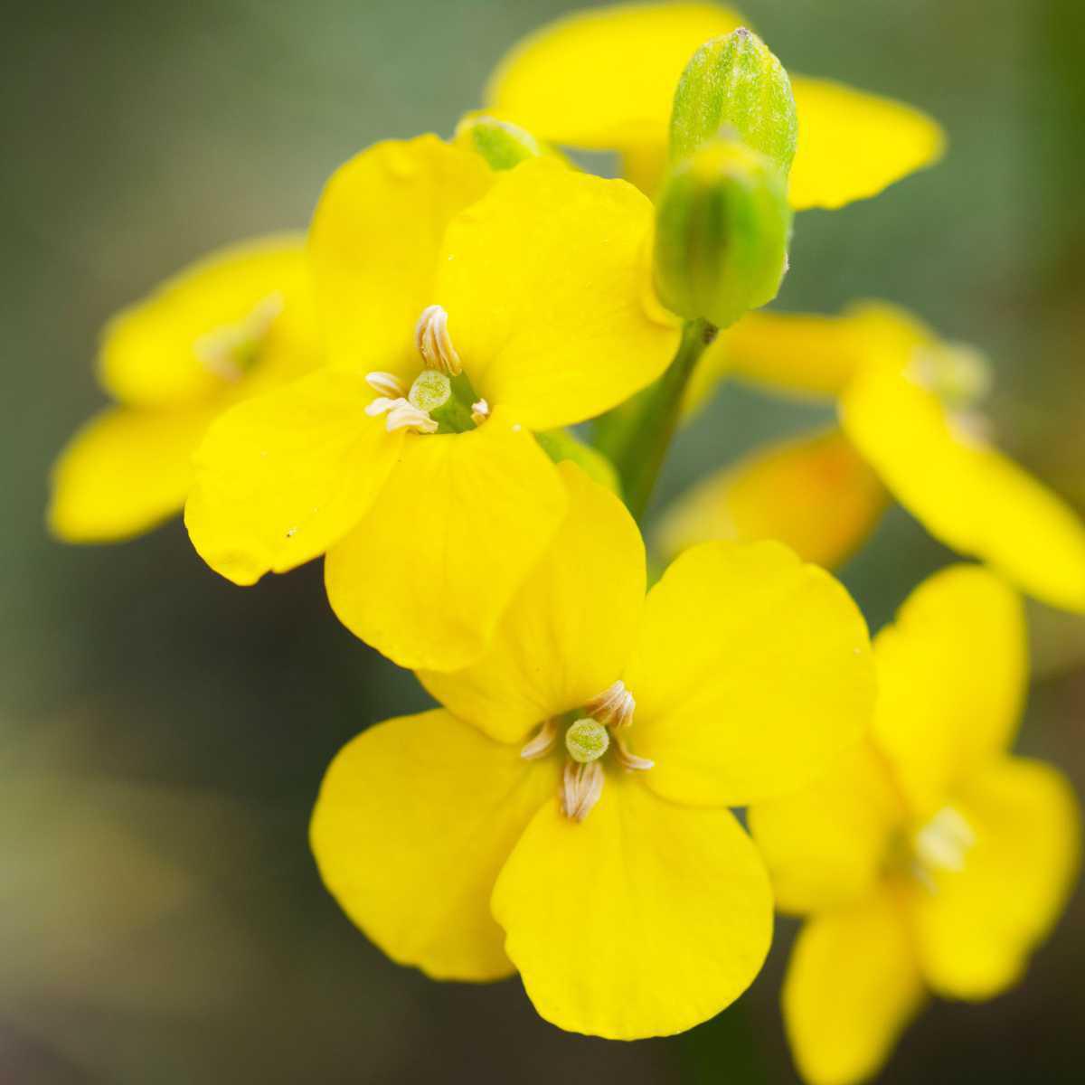 Erva-dos-cantores (Sisymbrium officinale)