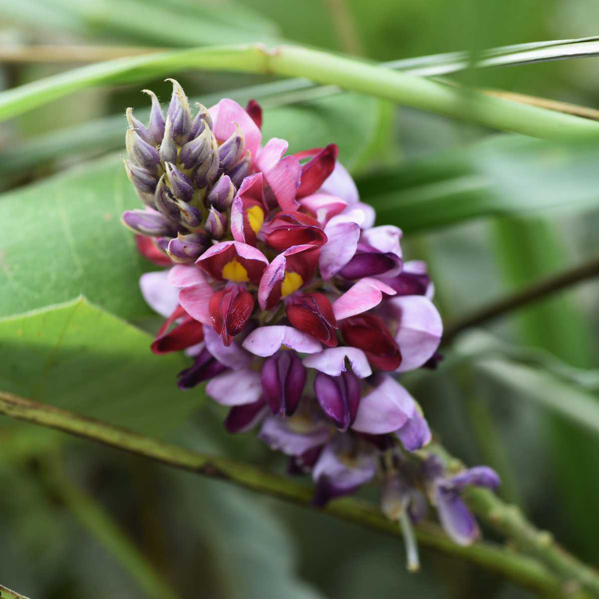 Kudzu (Pueraria montana)