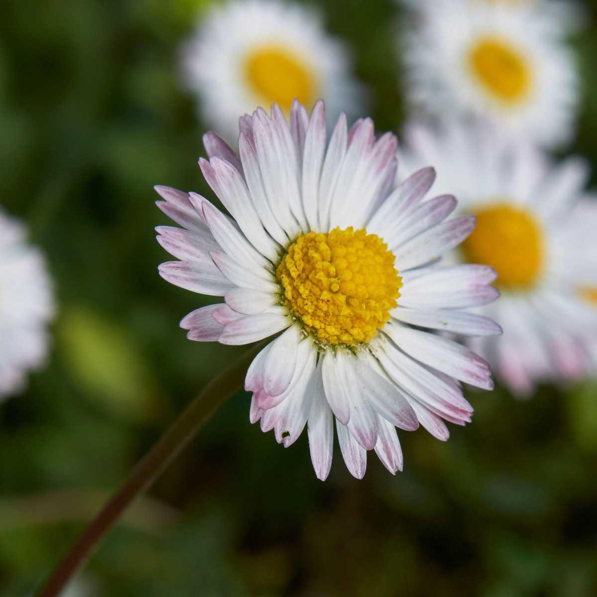 Margarida (Bellis perennis)