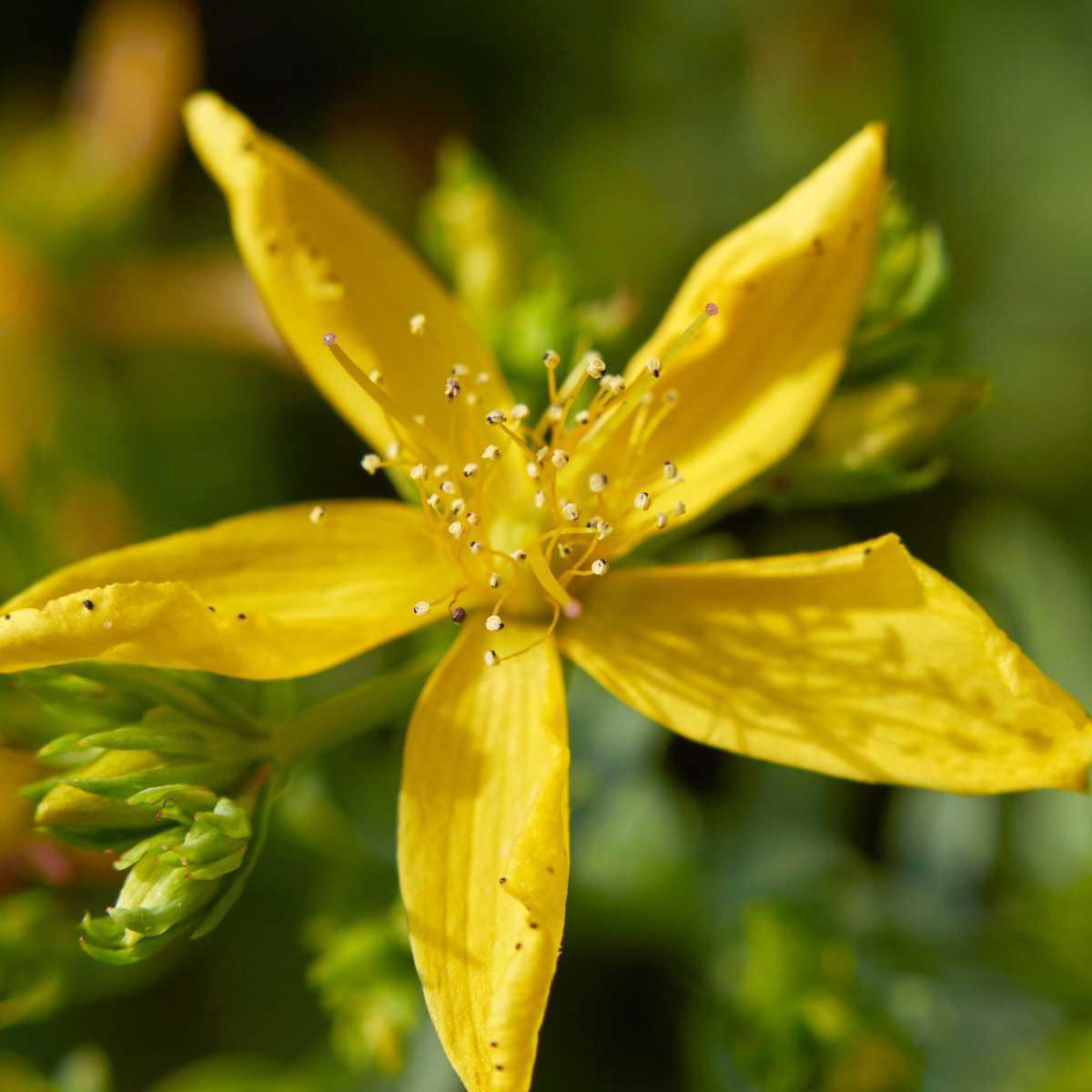 Erva-de-São-João (Hypericum perforatum)