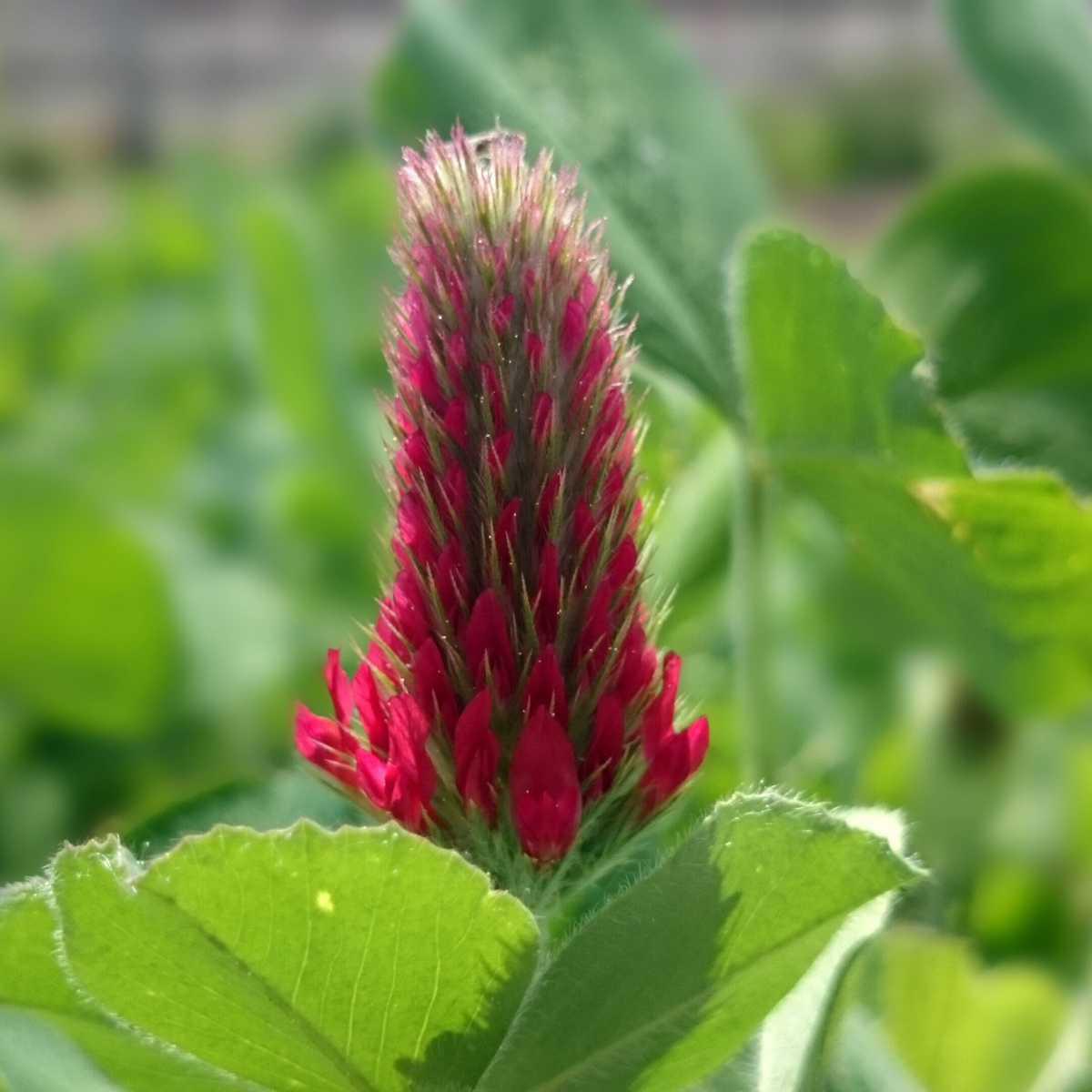 Trevo vermelho (Trifolium rubens L.)