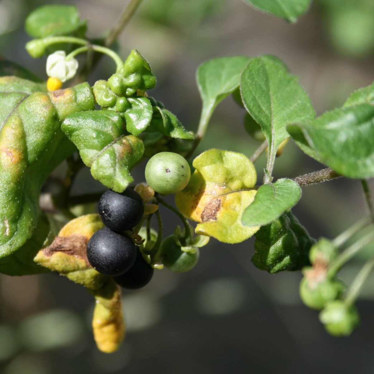 Erva-moira (Solanum nigrum)