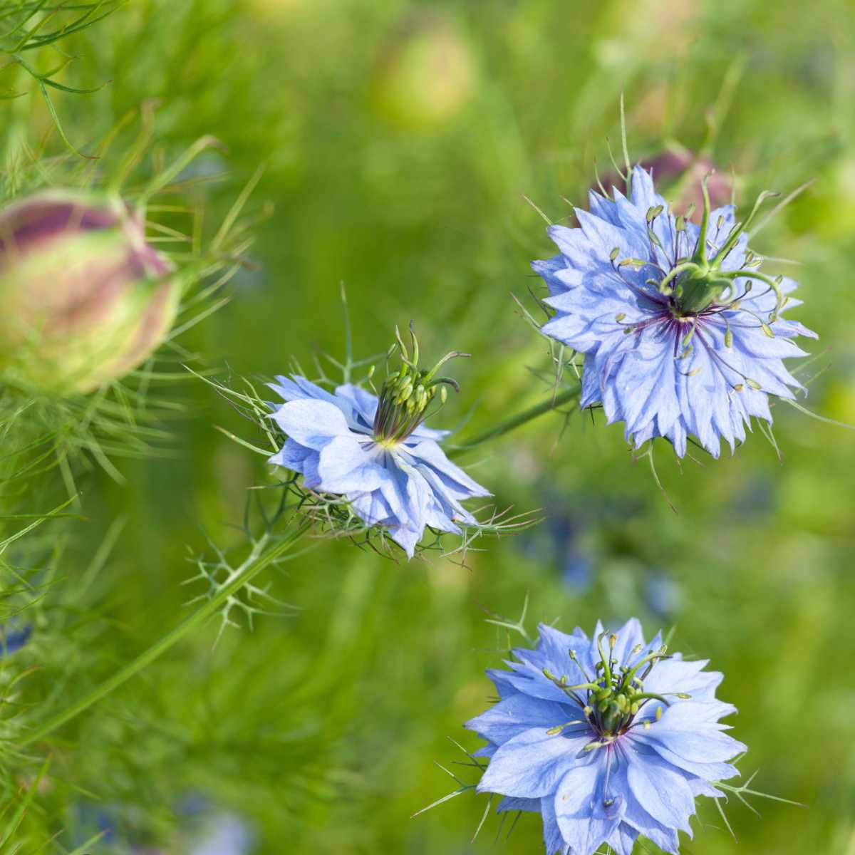 Nigela / Cominho-preto (Nigella sativa)