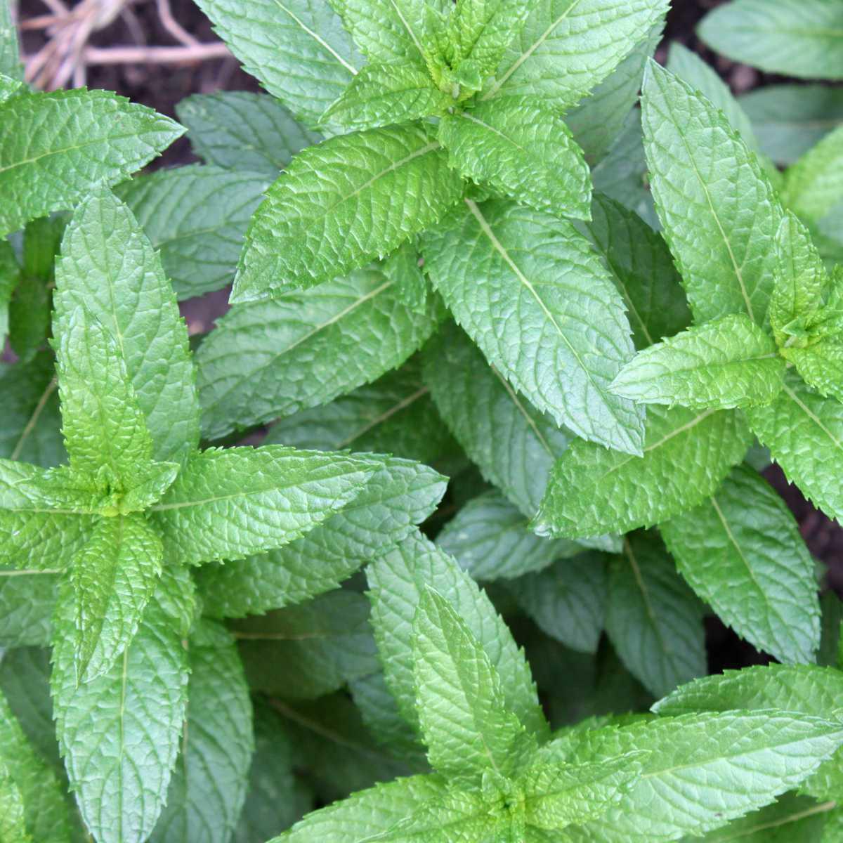 Hortelã laranja / limão (Mentha citrata)