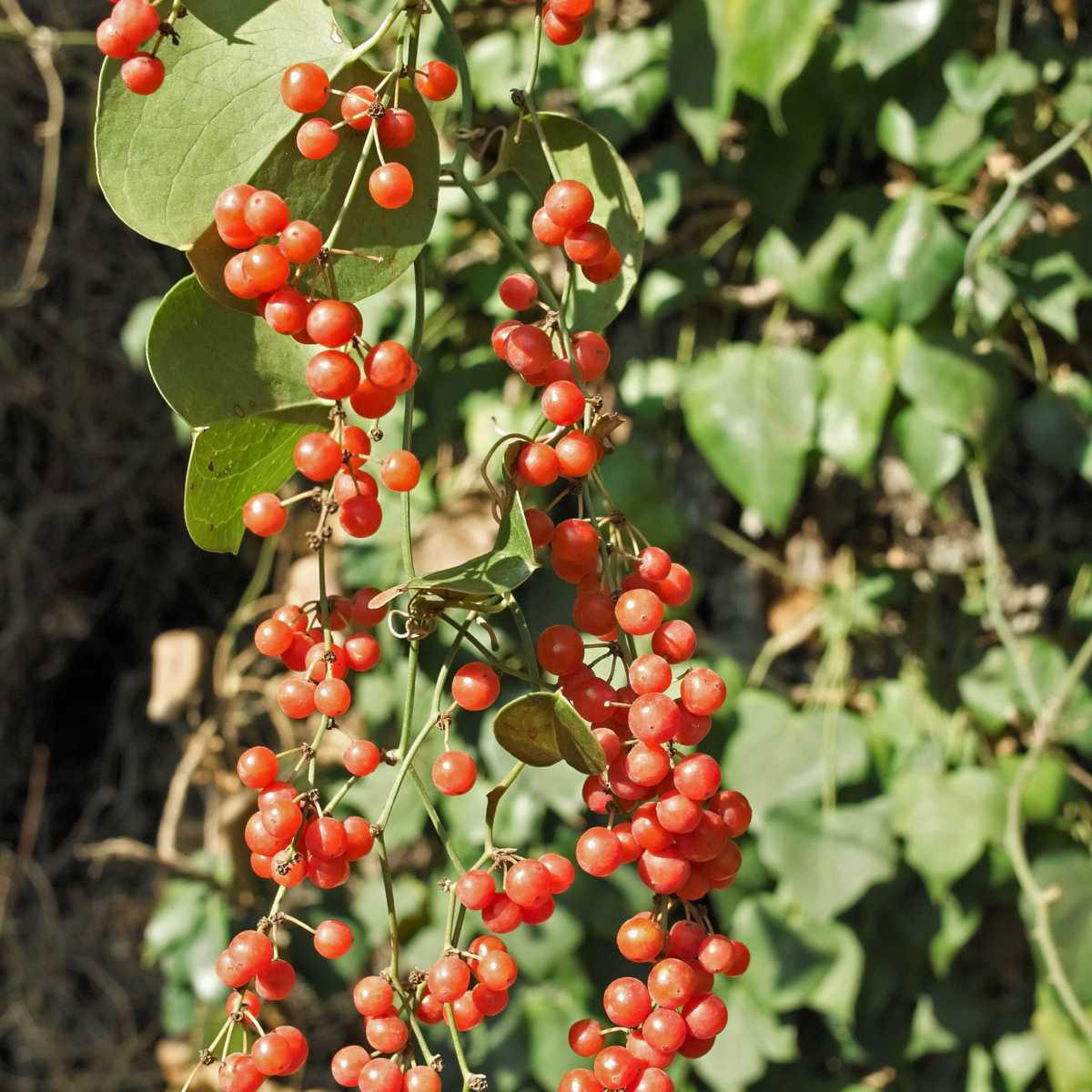 Salsaparrilha-bastarda (Smilax aspera) 