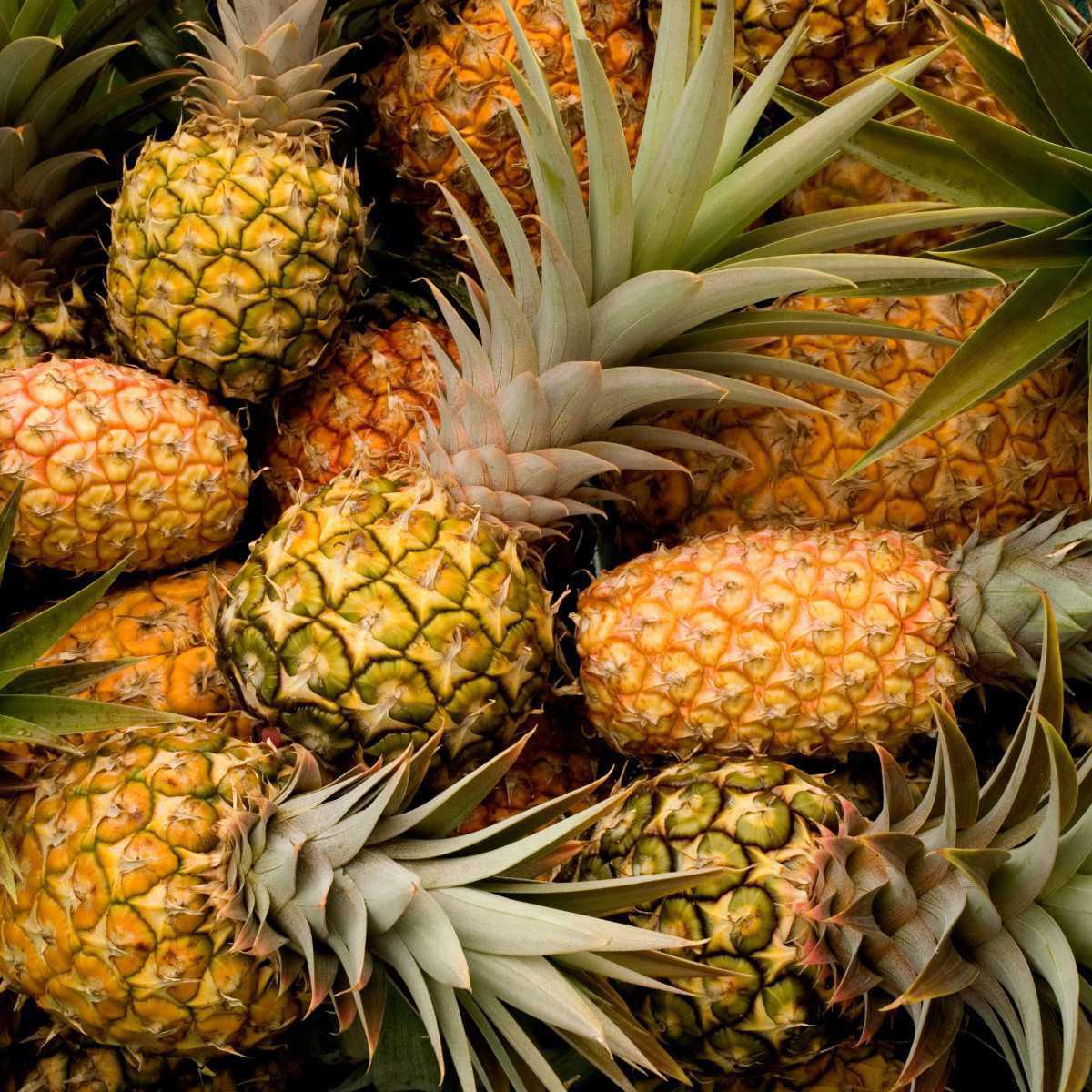 Abacaxi (Ananas comosus)