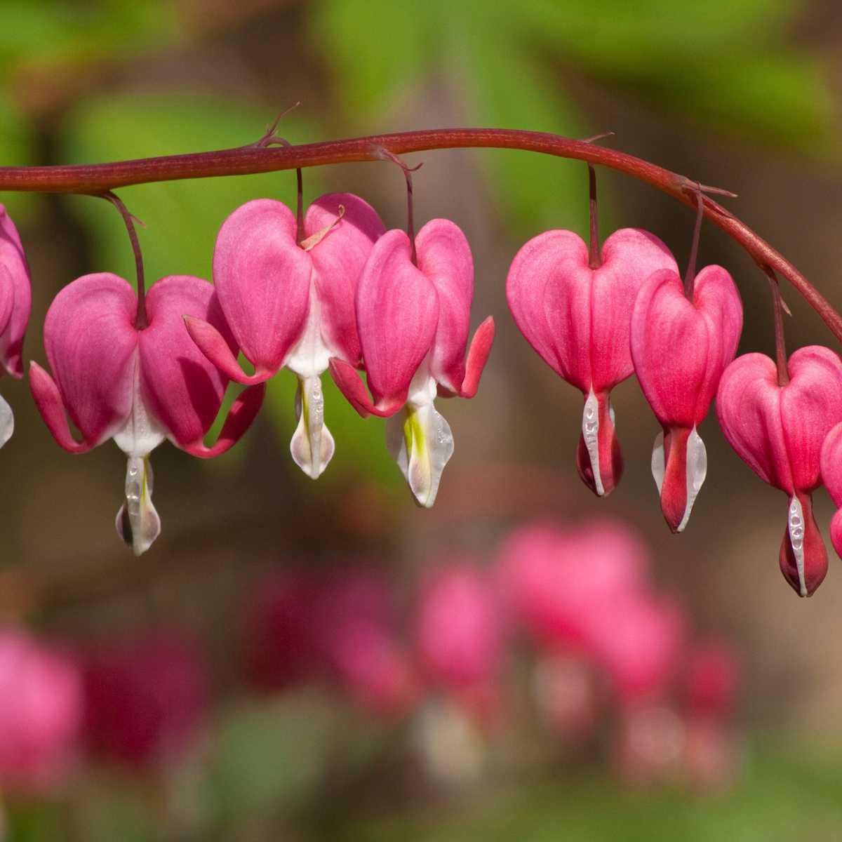 Coração-sangrento (Dicentra spectabilis)