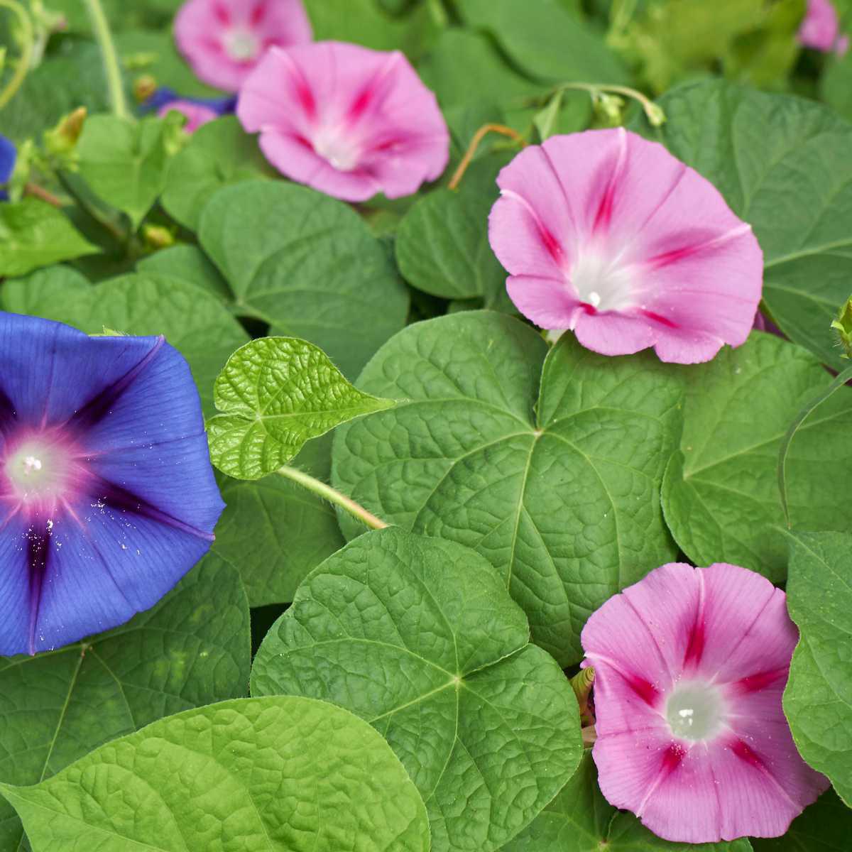 Glória-da-manhã (Ipomœa purpurea)