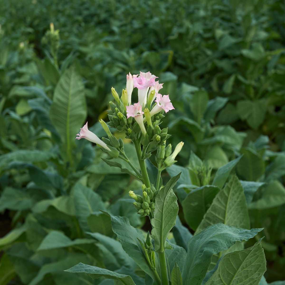 Tabacum (Nicotiana tabacum)