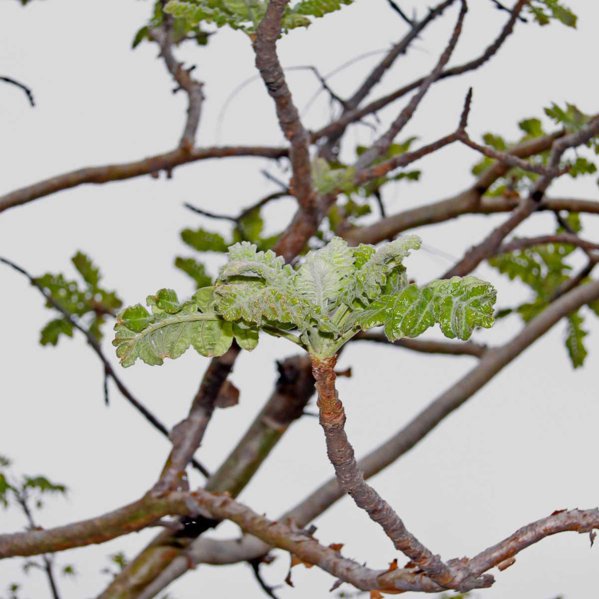 Boswellia / Olíbano (Boswellia serrata)