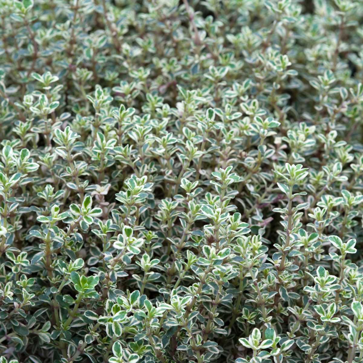 Tomilho branco (Thymus satureoides)