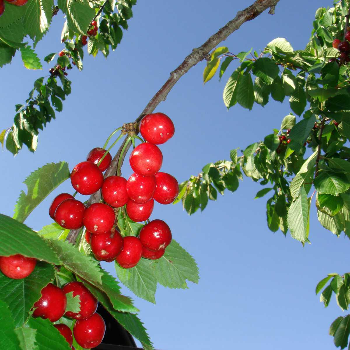 Cereja (Prunus avium)