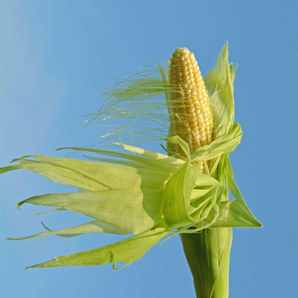 Milho (Zea mays L.)