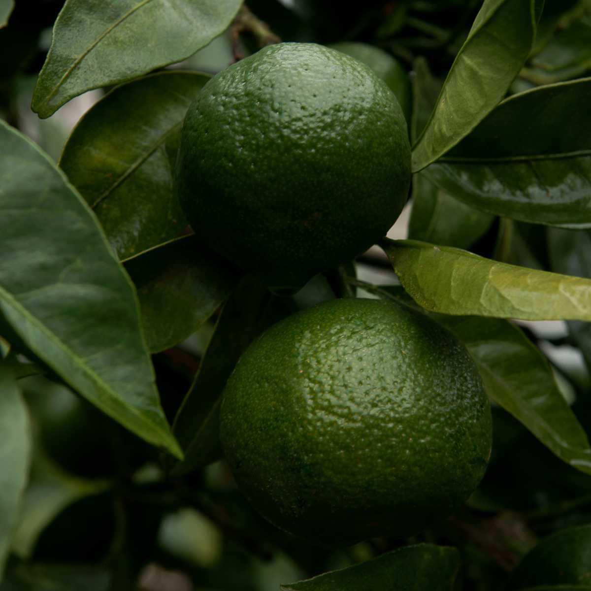 Mandarina Verde (Citrus reticulata)