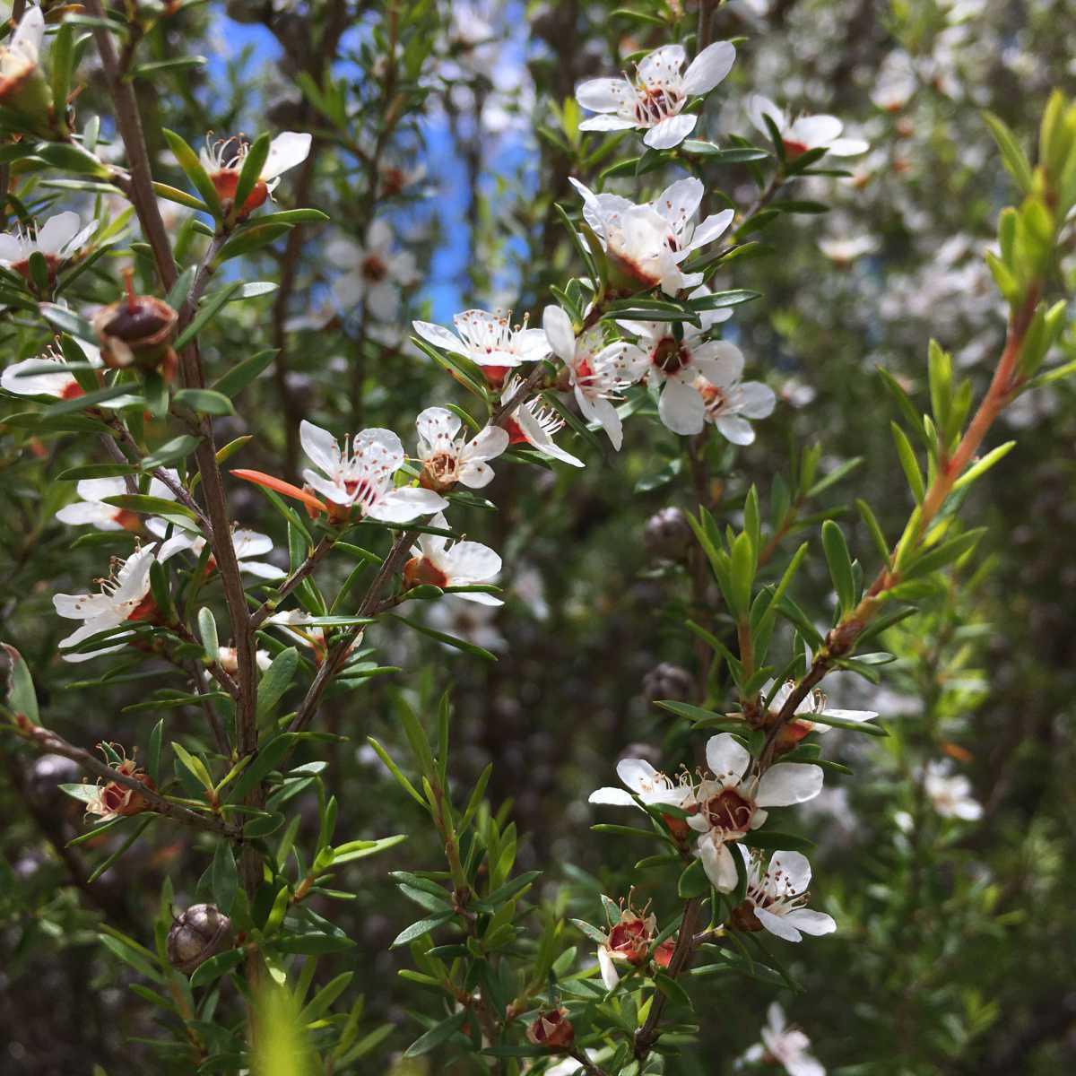 Manuka (Leptospermum scoparium)