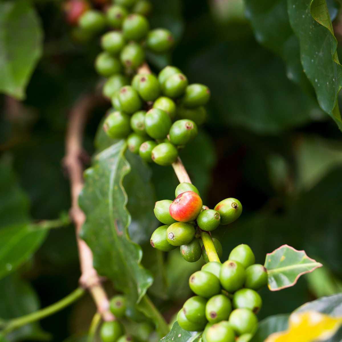 Café verde (Coffea arabica, Coffea canephora)