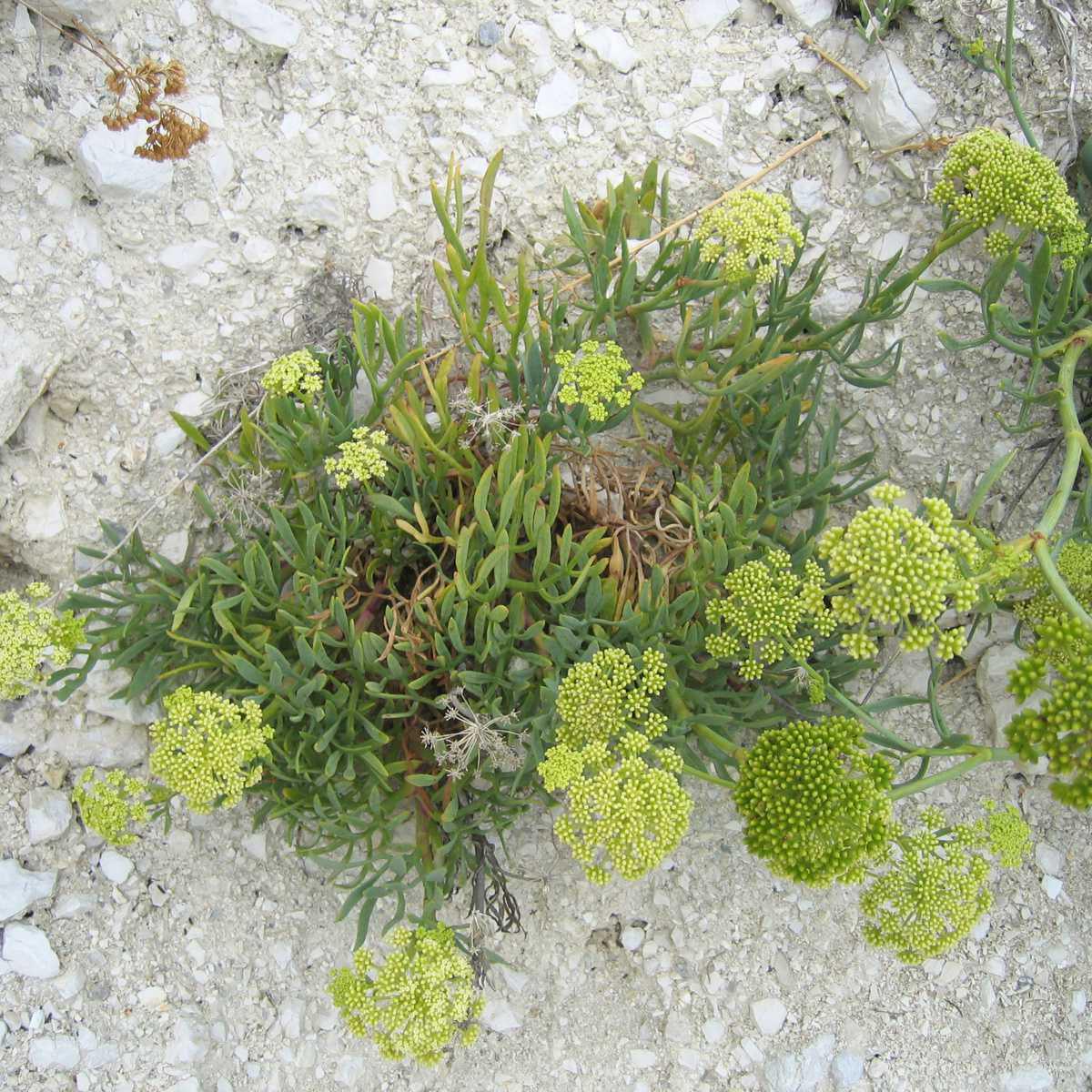 Funcho-do-mar (Crithmum maritimum L.)