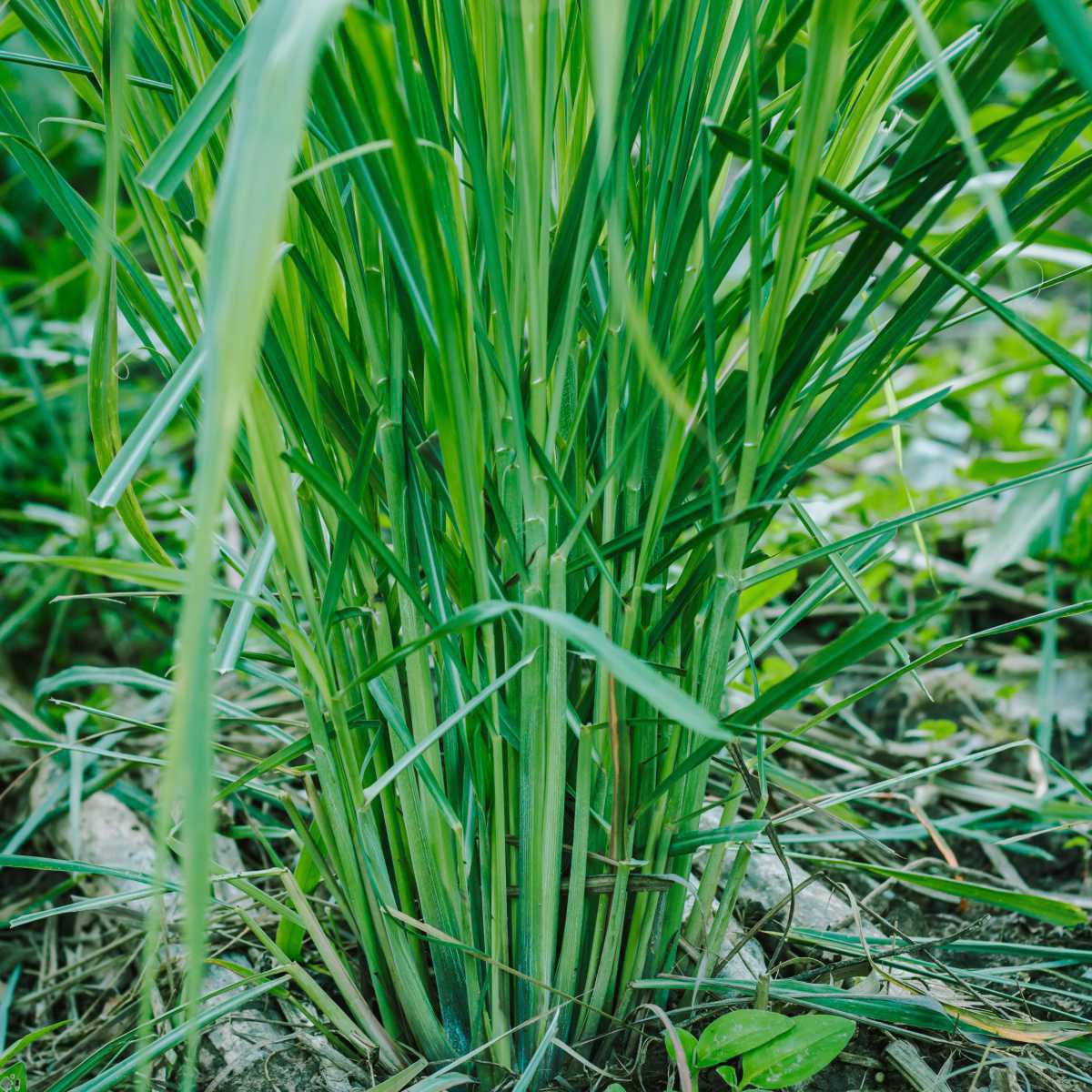 Capim limão/Erva-príncipe (Cymbopogon flexuosus)