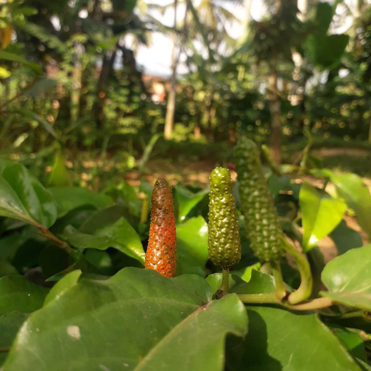 Jaborandi (Pilocarpus microphyllus)