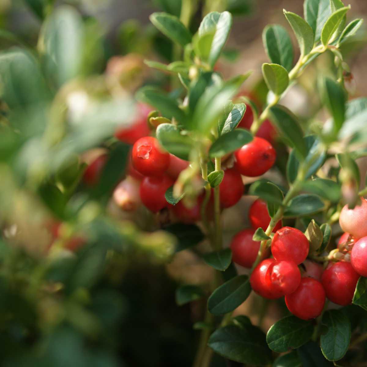 Cranberry (Vaccinum macrocarpon)