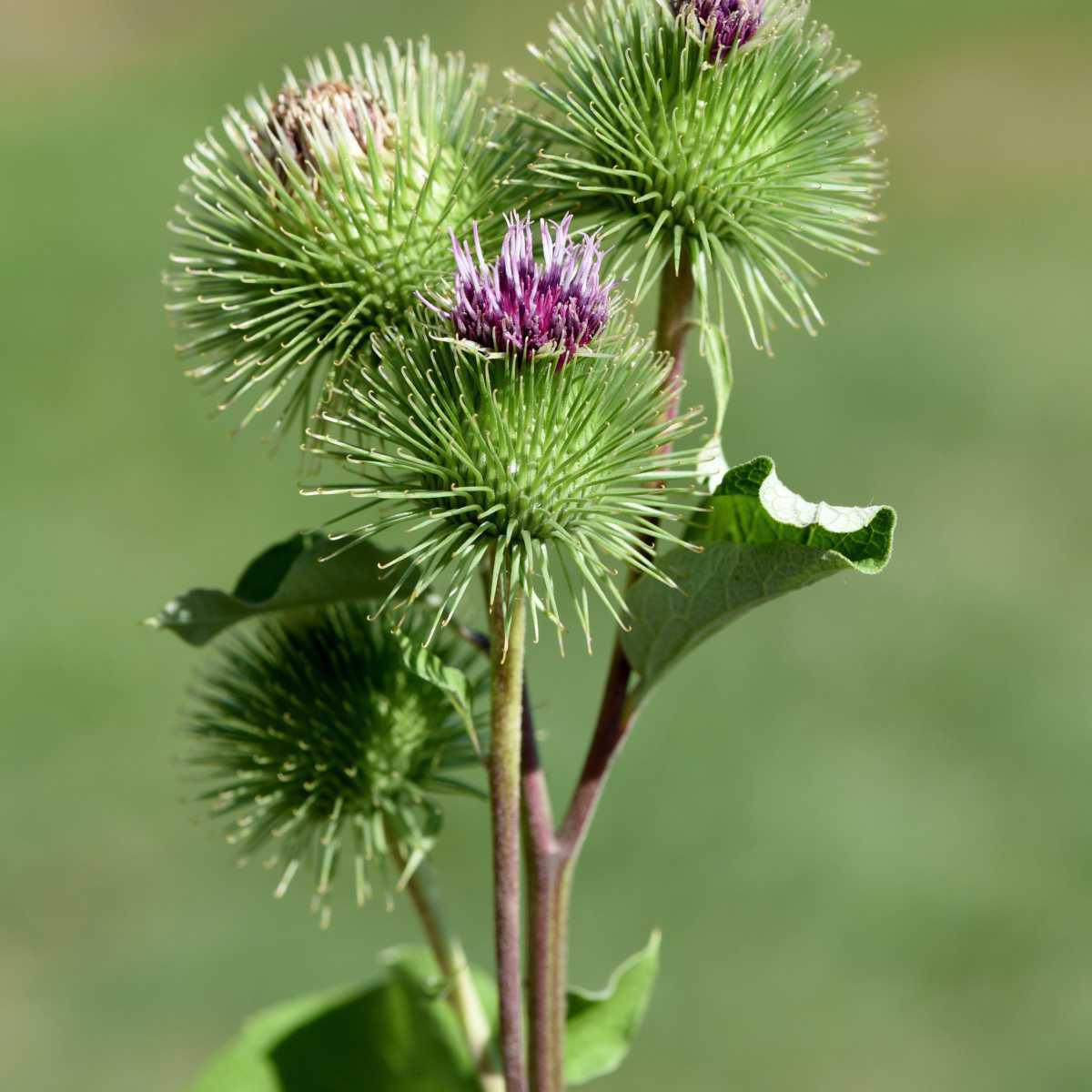 Bardana (Arctium lappa)