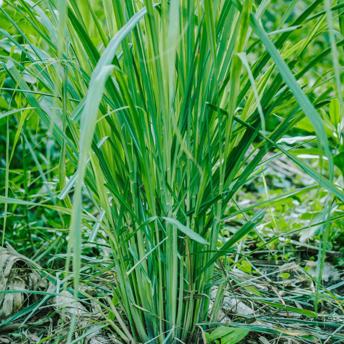 Citronela (Cymbopogon winterianus)