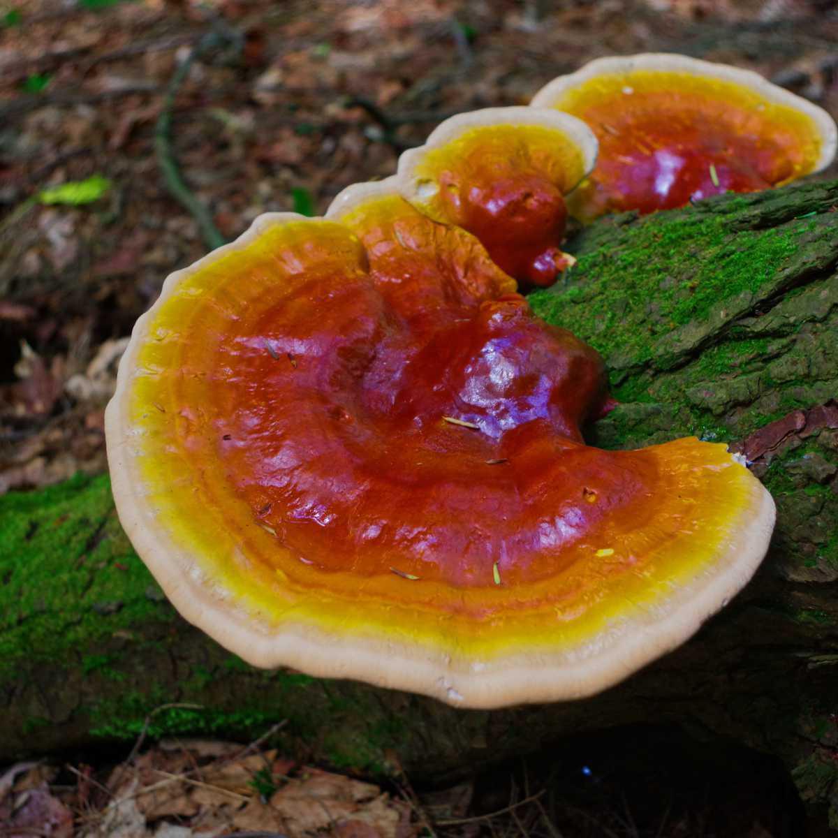 Reishi