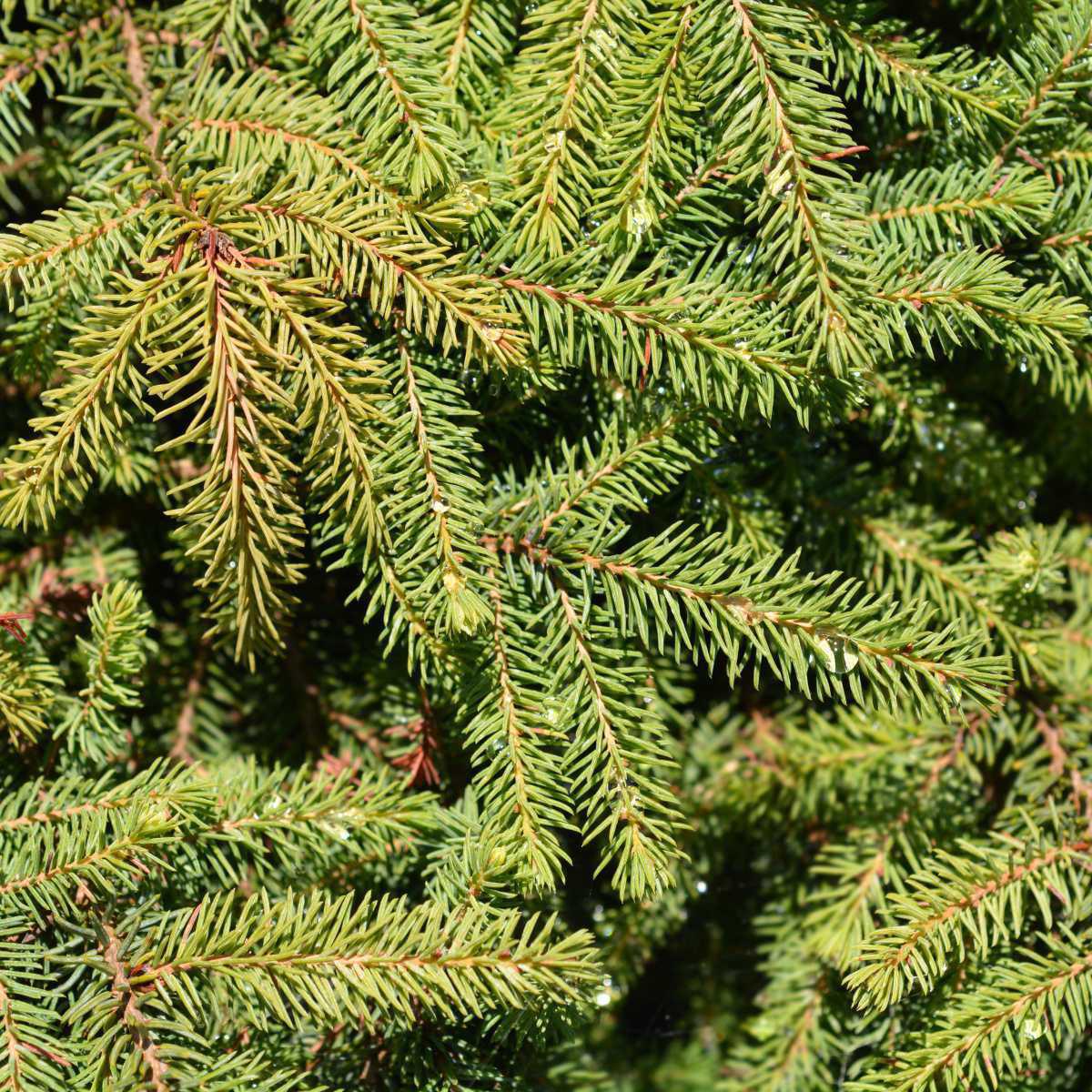 Abeto-preto (Picea mariana)