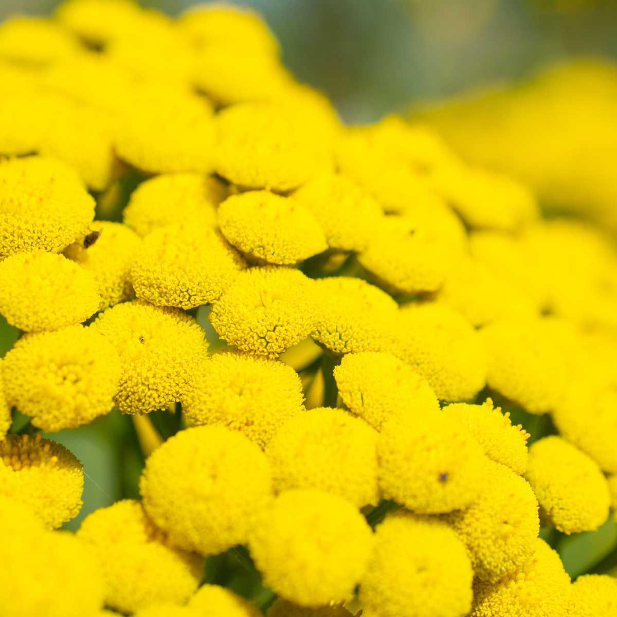 Tanásia (Tanacetum vulgare)