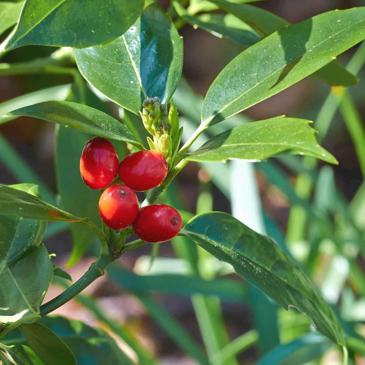 Berberina / Uva-espim (Berberis vulgaris) 