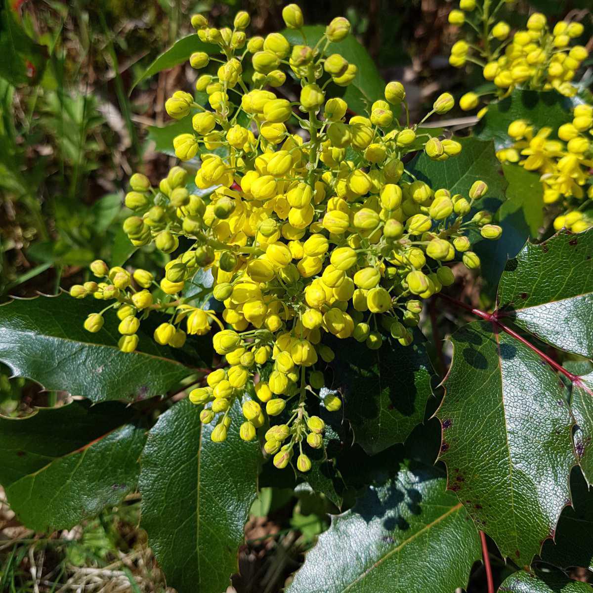 Mahonia (Mahonia aquifolium)