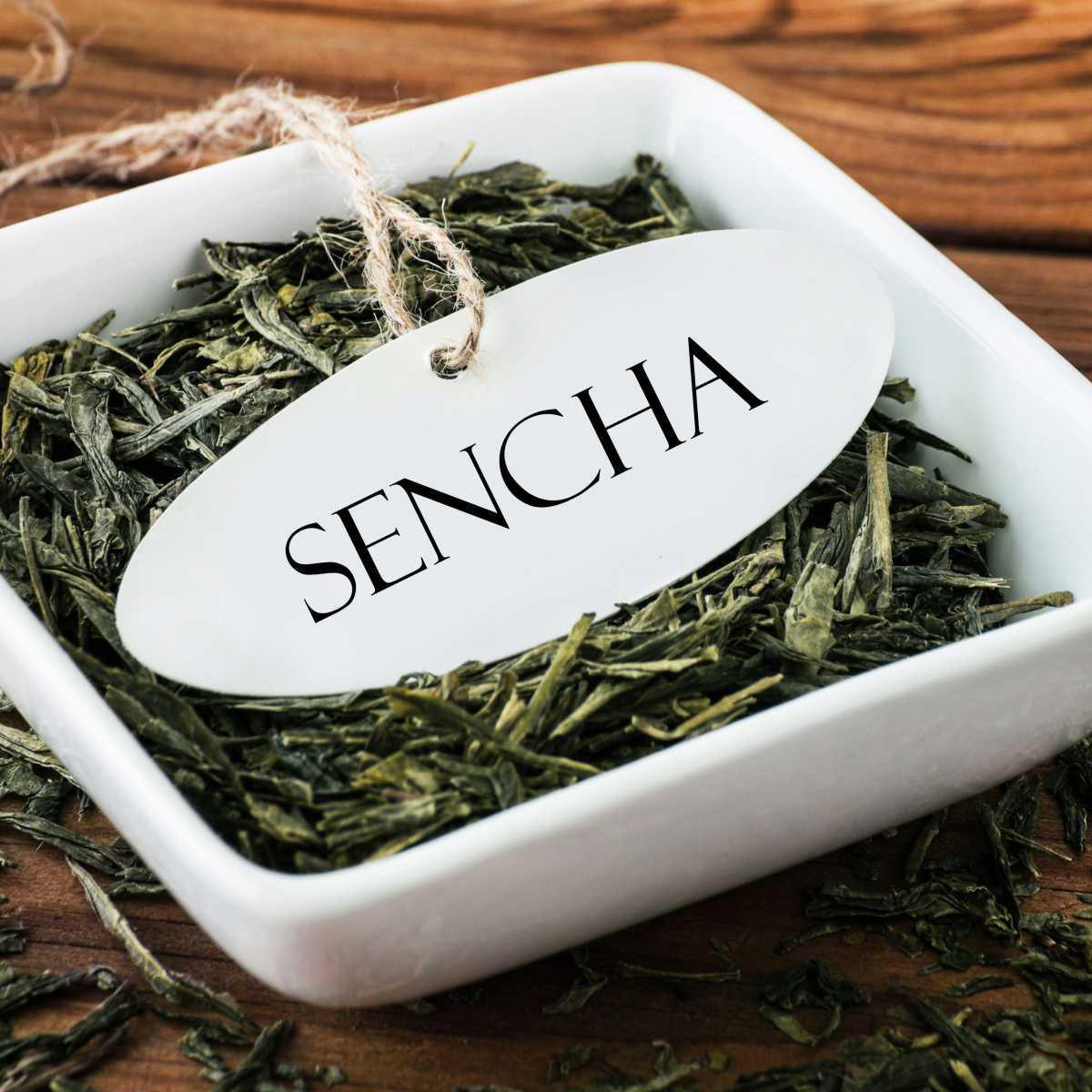 Sencha (Camellia sinensis)