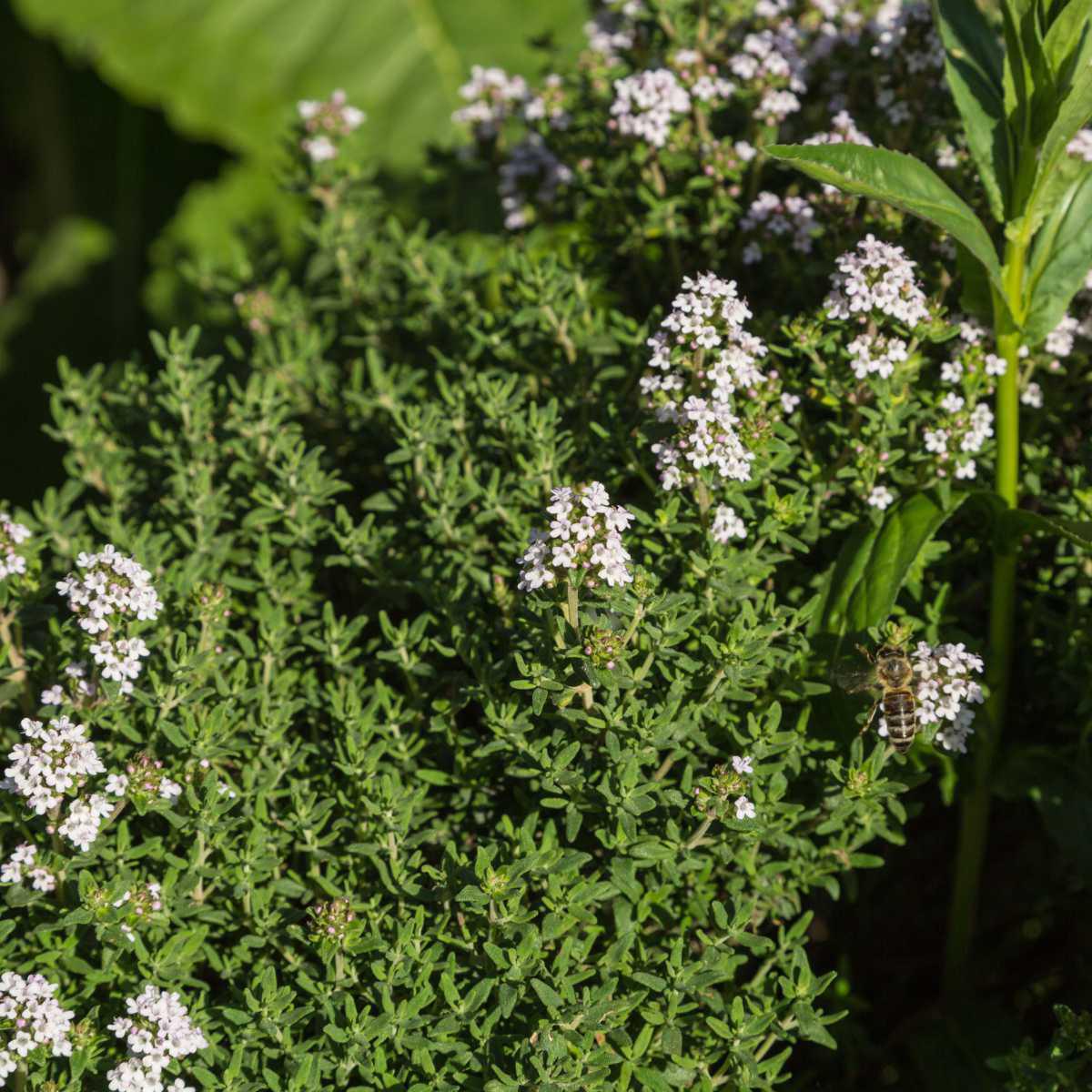 Tomilho linalol (Thymus zygis linalol)