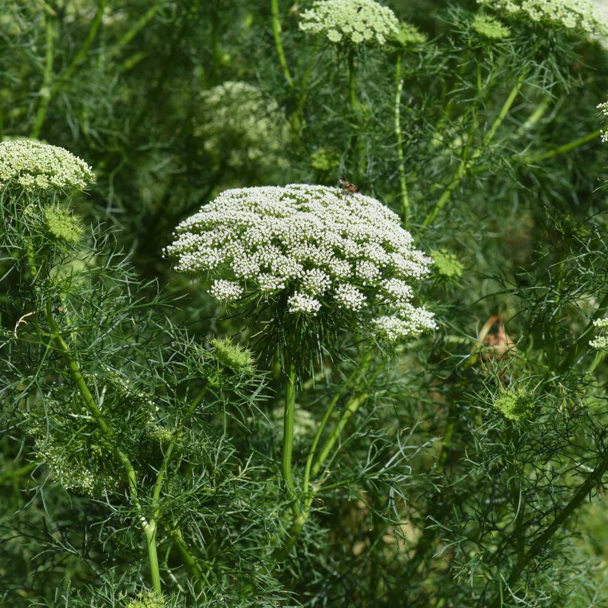 Khella (Ammi visnaga Lamarck.)