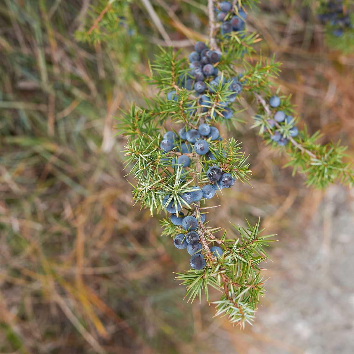 Zimbro (Juniperus communis)